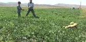 Belediyenin Fide Desteğiyle Üretici Oldular