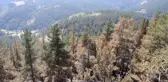 Sarıkamış Ormanı'ndaki Yangın