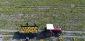 Tescilli Kırkağaç Kavunu Dış Pazara Açılıyor (2)