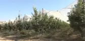 Konya'da Çiftçinin Yeni Umudu Japon Armudu