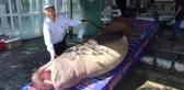 1 Ton 200 Kiloluk Köpek Balığı Yakalandı