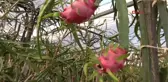 Mersin' de Pitaya Hasadına Başlandı