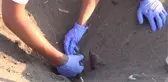 55 Bin Yavru Deniz Kaplumbağası Denizle Buluştu