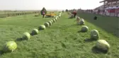 7. Diyarbakır Kültür ve Karpuz Tanıtım Etkinlikleri
