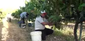Akseki Pekmezinin Lezzet Sırrı Toprağında