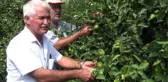 Limonun Fiyatı Üreticiyi Sevindirdi