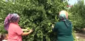 Mersin Limon Altın Yılını Yaşayacak
