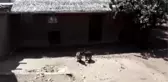 Annesini Kaybeden Yavru Kanguruya 