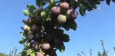 Hobi Olarak Başladı İhracatçı Oldu