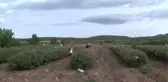 Güller Diyarı