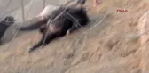 Hakkari Kurtlar, Derecik'te 20 Keçiyi Telef Etti