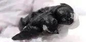 Nadir Görülen Çift Başlı Kaplumbağaların, Ölüsü Bulundu