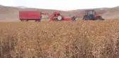 Yüksekova'da Aspir Hasadı Başladı