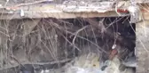 Artvin - Arhavi'de Dere Yatağı Üzerindeki Yapı Kabus Oldu!