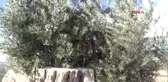 Mersin 8 Asırlık Ağaçtan Zeytin Hasadı Yapıldı