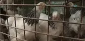 Süs Tavukları Podyuma Çıkacak