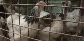 Süs Tavukları Trabzon'da Podyuma Çıkacak