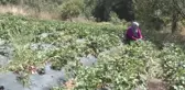 Canik Çileği Markalaşma Yolunda - Samsun