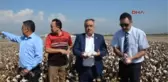 Nazilli'de Tescillenen Pamuk Çeşitleri Çiftçiye Tanıtıldı