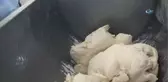 Kızıltepe'de Suriyeliler İçin Ekmek Yapan Fabrika Kuruldu