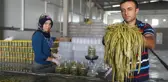 Kendileri İçin Hazırladıkları Turşulara Talep Artınca Fabrika Kurdu