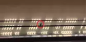 Yürüyen Yol İle Oyun Oynayıp Eğlenen Serçe, Sosyal Medyada Maskot Oldu