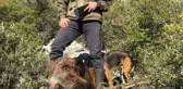 İzmir'de Çiftçinin Kabusu Olan Domuz Öldürüldü