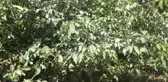 Kaman İçin En Verimli Ceviz Türü Chandler