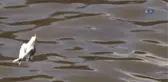 Oltanın Kancası Martıyı Öldürdü