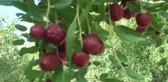 Hünnap Rekolte ve Fiyatı ile Üreticiyi Sevindirdi