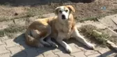 Esenyurt'ta Hayvanları Koruma Günü'nünde Köpek Güzellik Yarışması