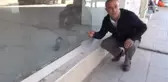 Boş Dükkanda Mahsur Kalan Güvercini Kırık Camların Arasından Su Vererek Hayatta Tutmaya Çalışıyor