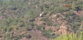 Köyceğiz'de 5 PKK'lı Terörist Öldürüldü - Ek