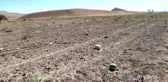Muş'ta Karpuzlar Tarlada Kaldı Hayvanlara Yem Oldu