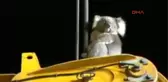 Sondaj Makinesinde Mahsur Kalan Koala Kurtarıldı