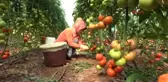 Mersin Domates Üreticisi Pazar Arayışında