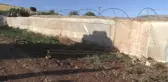 Serasında Tütün Yetiştirdi
