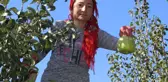 Bir Deveci Armudu, 1 Kilo 155 Gram! Görenler Kavun Zannediyor