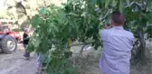 İncirde Rekolte, Hasat ve Jeotermal Etki Değerlendirildi