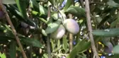 2. Zeytin Hasat Şöleni