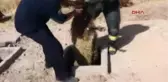 Adıyaman Köpeklerden Kaçan Koyun Sürüsü Kuyuya Düştü; 1 Koyun Telef Oldu