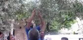 13,5 Asırlık Ağaçtan Zeytin Hasadı