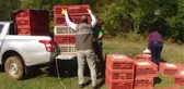 Acarlar Longozu'na Bin Adet Sülün Bırakıldı - Sakarya