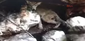 Gaziantep Aile Hekiminin Bulduğu Hasta Tilki Telef Oldu