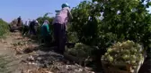 Türkiye'nin Üzüm İhtiyacının Yüzde 10'unu Karşılıyorlar... Hoşköy'de Üzüm Hasadı Başladı