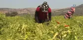 Manisalı Biber Üreticileri Devletten Prim Bekliyor