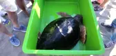 Tedavisi Tamamlanan Caretta Caretta Denize Bırakıldı