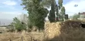 300 Yıllık Kavak Ağacı Görenleri Şaşırtıyor