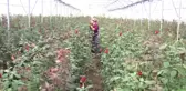 Köye Göç Eden Üreticilere Belediyeden Destek - Samsun