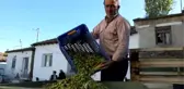 Zeytin Üreticisi Tane Zeytine Prim İstiyor